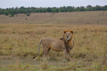 Lion standing in grassy field in African savannah	