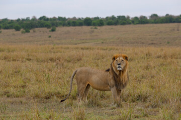 Lion standing in grassy field in African savannah	