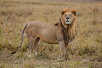 Lion standing in grassy field in African savannah	