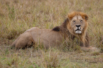 Lion resting on grassy field in African savannah	
