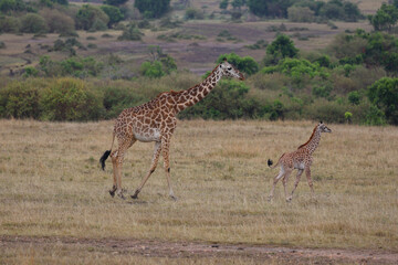 Adult giraffe with calf walking in African savannah landscape	