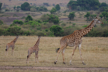 Adult giraffe with calf walking in African savannah landscape	