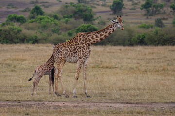 Adult giraffe with calf walking in African savannah landscape	