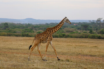 Giraffe walking across open Africa savanna landscape	