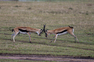 Two male gazelles fighting for territory on grassy field in African savannah	