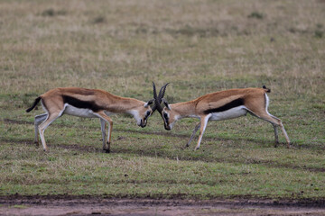 Two male gazelles fighting for territory on grassy field in African savannah	