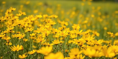 Fototapeta premium Field of golden cosmos flowers with a slight breeze, causing the delicate petals to sway gently, blooming flowers, outdoor scene