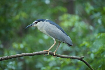 A night heron focused on thinking on a tree branch