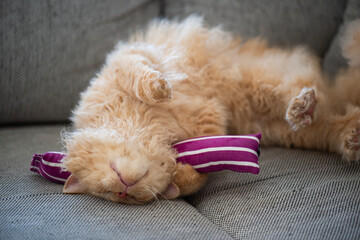 Selkirk Rex Katze hat Spaß mit einem Katzenminze Spielzeug