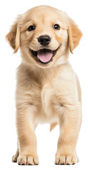 Obraz premium PNG A golden retrival pupply happy standing with two legs animal canine puppy.