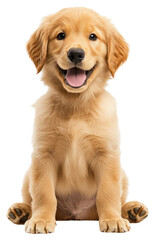 Fototapeta premium PNG A golden retrieval puppy happy sitting animal dog pet.