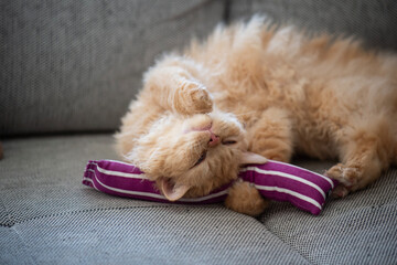 Selkirk Rex Katze hat Spaß mit einem Katzenminze Spielzeug