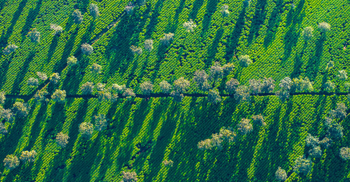 The tea fields in Gia Lai viewed from above are beautiful. Photo taken in Gia Lai on December 25, 2023