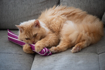 Selkirk Rex Katze mit einem Catnip Spielzeug