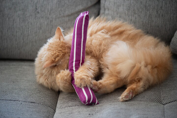 Selkirk Rex Katze mit einem Catnip Spielzeug