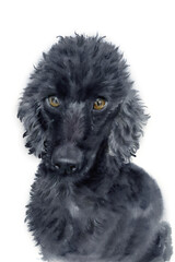 Watercolor illustration of a cute black poodle with brown eyes and curly black fur (This illustration was drawn by hand without the use of generative AI!)