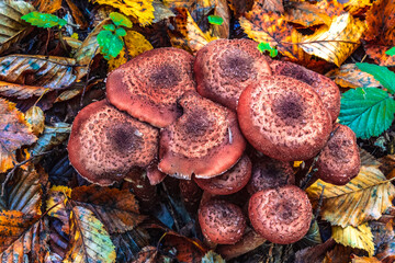 Macro  - Forest - Europe, Romania, Suceava region