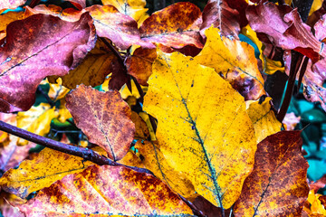Macro  - Forest - Europe, Romania, Suceava region