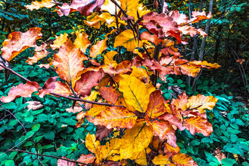 Macro  - Forest - Europe, Romania, Suceava region