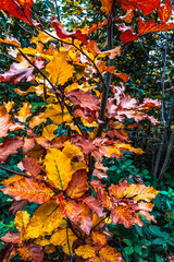 Macro  - Forest - Europe, Romania, Suceava region