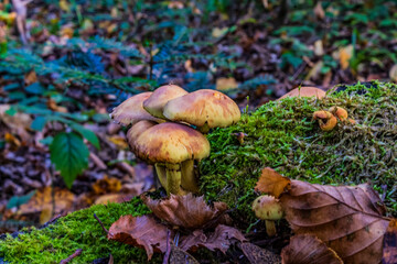 Macro  - Forest - Europe, Romania, Suceava region