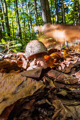 Macro  - Forest - Europe, Romania, Suceava region