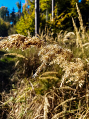 Macro  - Forest - Europe, Romania, Suceava region