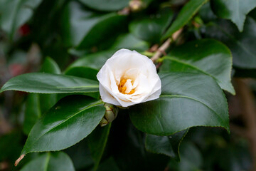 Japanese Camellia (Camellia japonica) in sunny spring. Köln botanical gardens.