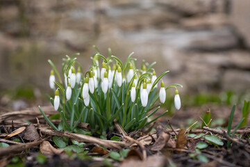 Little first spring flowers of snowdrops bloom outdoors in the spring. Galanthus nivalis - early spring snowdrop flowers in the park. Selective focus, background.