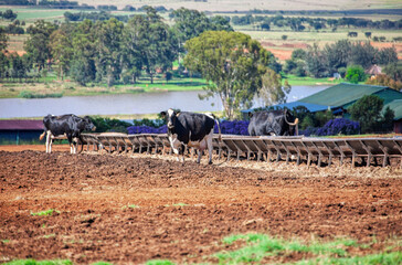 milk cows in the field at the farm free range, south africa