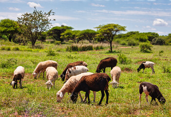 sheep flock in the field at the farm free range in south africa