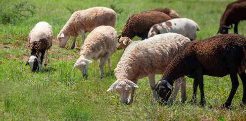 sheep flock in the field at the farm free range in south africa © poco_bw