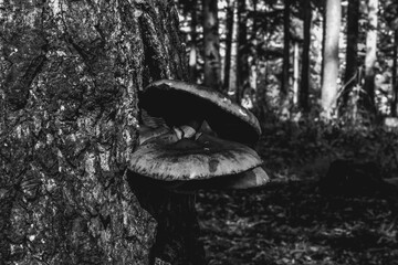 Fototapeta premium Macro - Forest - Europe, Romania, Suceava region
