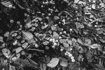 Macro  - Forest - Europe, Romania, Suceava region