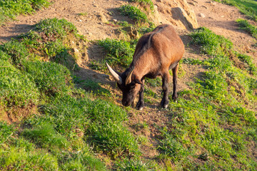 Nigerian dwarf goat with brown fur, grazing on a rural hillside.