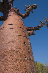low angle view of the stem of a huge baobab tree against blue sky 