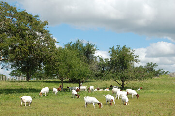 Fototapeta premium A group of great Boer goats grazing on the farm's green pastures