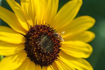 Obraz premium Honeybee on Vibrant Sunflower in Full Bloom