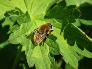 Large narcissus fly (Merodon equestris), also known as narcissus bulb fly, greater bulb fly or large bulb fly sitting on a geranium leaf