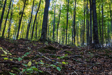 Landscapes - Forest - Europe, Romania, Suceava region