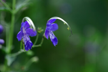 帆掛け船を連想する花