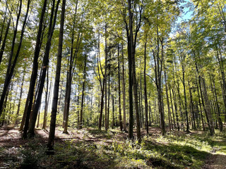 Landscapes - Forest - Europe, Romania, Suceava region