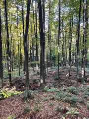 Landscapes - Forest - Europe, Romania, Suceava region