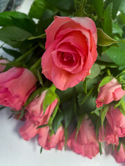 pink roses on a white background