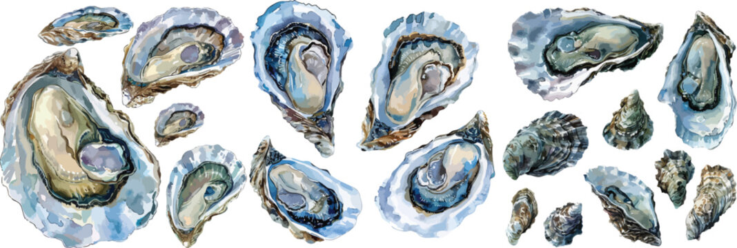 oyster watercolor clipart