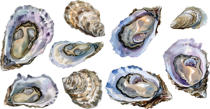 oyster watercolor clipart