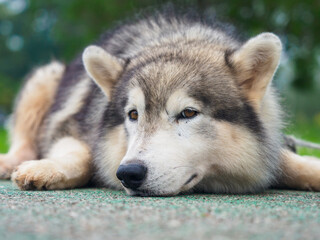 Fototapete bei efototapeten.de bestellen   