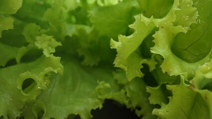 Macrography, fresh lettuce leaves stand out against a black background, creating a striking visual contrast. Each close-up shot captures the intricate details and textures of the lettuce. Comestible.