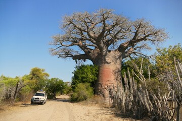 4x4 car next to a huge old baobab tree on a sandy piste in madagascar
