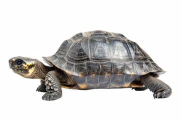 Side view of a land tortoise isolated on a clipped PNG transparent background
